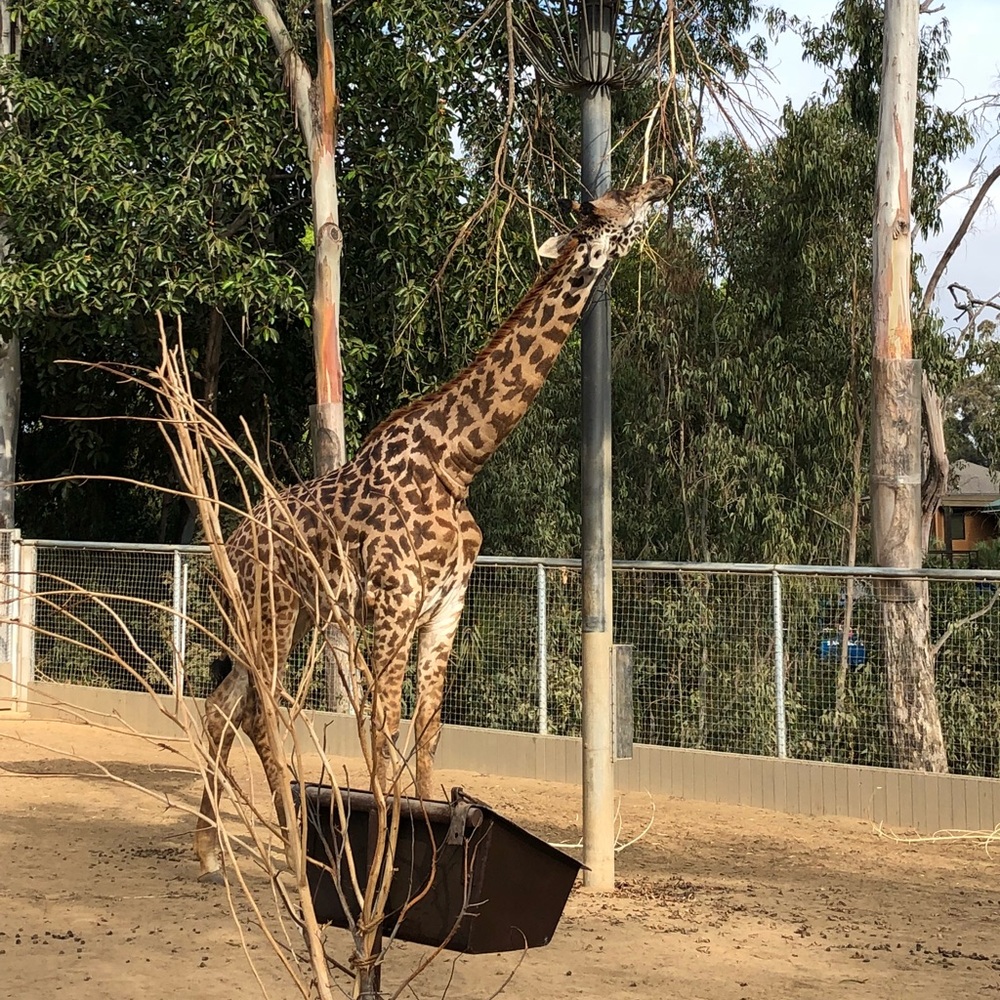 Live girraffe